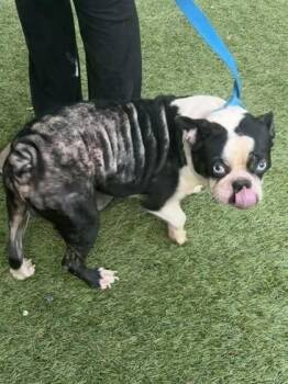 Kingston -  Boston Terrier and Mixed Breed Dog for Adoption in West Chester, Pennsylvania - Kingston | PetCurious