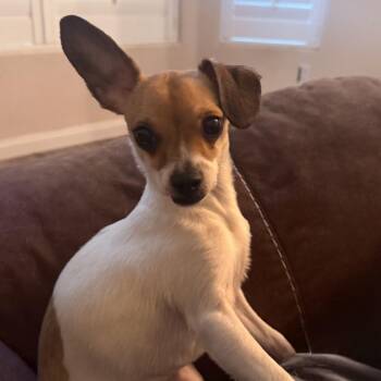 Chihuahua Dogs Available for Adoption in Las Vegas, Nevada - Bunny | PetCurious