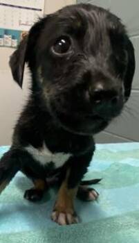 Alex -  Rat Terrier and Mixed Breed Dog for Adoption in Kansas City, Missouri - Alex | PetCurious