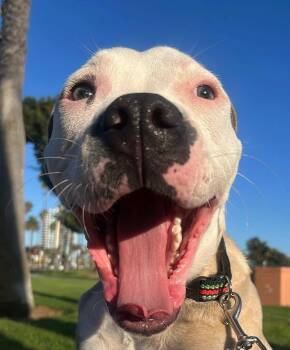 Rescue Pit Bull Terrier Dogs for Adoption in Whittier, California - Garth | PetCurious