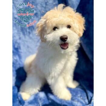 Sundance -  Maltipoo Dog for Adoption in Inglewood, California - Sundance | PetCurious