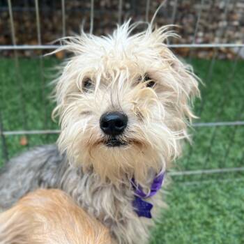 Lychee -  Terrier and Mixed Breed Dog for Adoption in San Francisco, California - Lychee | PetCurious