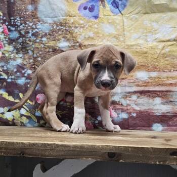 Nebula -  Boxer and Mixed Breed Dog for Adoption in Normal, Illinois - Nebula | PetCurious