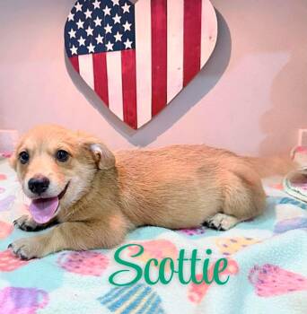 Scottie -  Corgi Dog for Adoption in Mcallen, Texas - Scottie | PetCurious