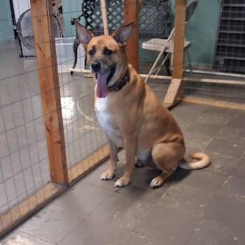 Artax -  Shepherd and Boxer Dog for Adoption in Marion, Illinois - Artax | PetCurious
