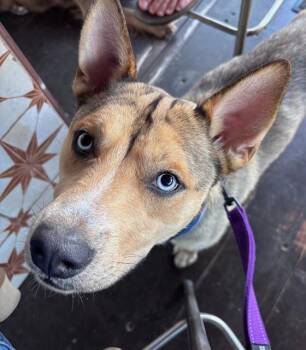 Frankie -  Husky and Shepherd Dog for Adoption in Manhasset, New York - Frankie | PetCurious