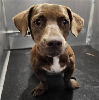 SOCHA -  Dachshund Dog for Adoption in San Antonio, Texas - SOCHA | PetCurious