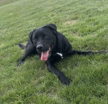 Labrador Retriever Dogs Available for Adoption in Marietta, Ohio - Nasa (Neutered) (Updated Photos May 2026)) | PetCurious