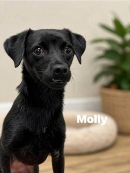 Molly -  Dachshund and Chihuahua Dog for Adoption in Center Square, Pennsylvania - Molly | PetCurious