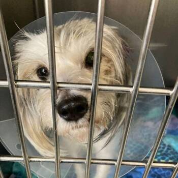 Aries -  Havanese and Mixed Breed Dog for Adoption in Lake Havasu City, Arizona - Aries | PetCurious