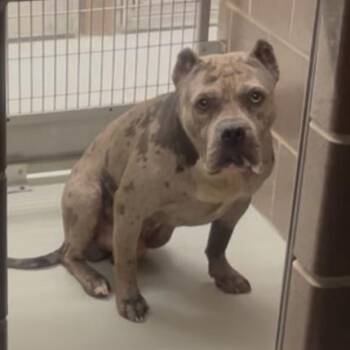 Lorne ~ Coming Soon!!! -  Pit Bull Terrier Dog for Adoption in Chicago, Illinois - Lorne ~ Coming Soon!!! | PetCurious