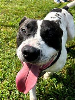 Rescue Terrier Dogs for Adoption in Middle Township, New Jersey - Thor | PetCurious