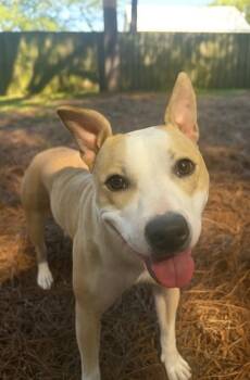 Mixed Breed Dogs Available for Adoption in Jacksonville, Florida - POPPY | PetCurious