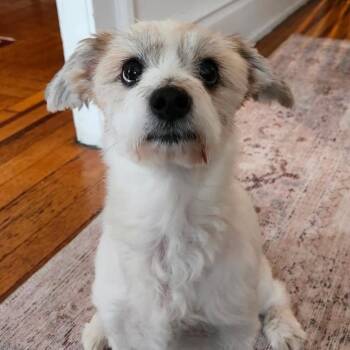 Otto Toby -  Terrier and Mixed Breed Dog for Adoption in New York, New York - Otto Toby | PetCurious