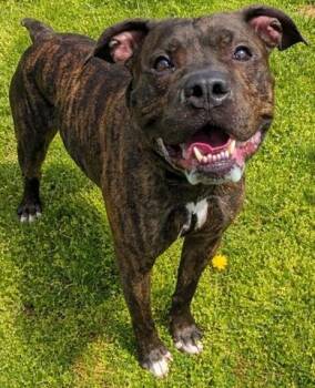 Boxer Dogs Available for Adoption in Akron, Ohio - LAGOON | PetCurious