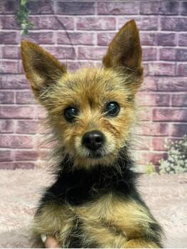 Yorkshire Terrier Dogs Available for Adoption in Sedalia, Colorado - ShortStop | PetCurious