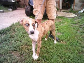 SQUEAKY -  Catahoula Leopard Dog Dog for Adoption in Sapulpa, Oklahoma - SQUEAKY | PetCurious
