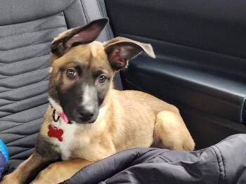 Belgian Shepherd Malinois and Cattle Dog Dogs Available for Adoption - Presley | PetCurious