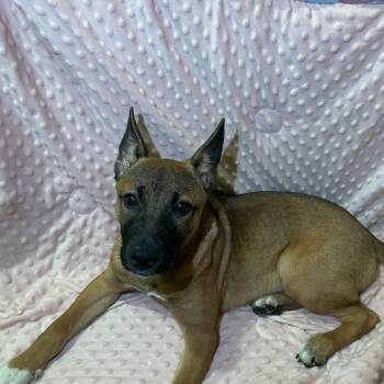 Ms. Wiggles -  Mixed Breed Dog for Adoption in Columbus, Georgia - Ms. Wiggles | PetCurious