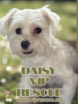 Rescue Maltese Dogs for Adoption in Redington Beach, Florida - Daisy/Redington Beach | PetCurious