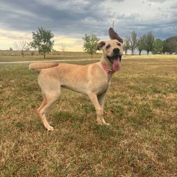 Stevie -  Whippet and Labrador Retriever Dog for Adoption in Chatham, New Jersey - Stevie | PetCurious