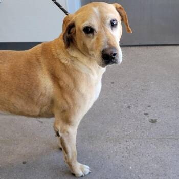 Mixed Breed Dogs Available for Adoption - 103951 | PetCurious