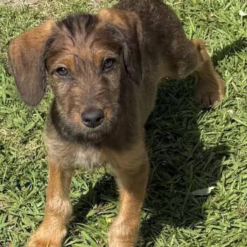 Standard Poodle and German Shepherd Dog Dogs Available for Adoption in Lakewood Ranch, Florida - Sable | PetCurious