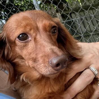 Paisley -  Dachshund Dog for Adoption in Chester Springs, Pennsylvania - Paisley | PetCurious