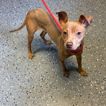 TUSC-Stray-85318 -  Pit Bull Terrier and Mixed Breed Dog for Adoption in Tuscaloosa, Alabama - TUSC-Stray-85318 | PetCurious