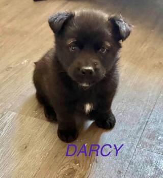 Darcy -  Mixed Breed Dog for Adoption in Athens, Ontario - Darcy | PetCurious