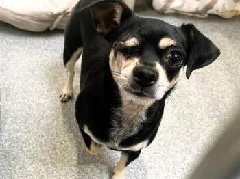 Chihuahua and Mixed Breed Dogs Available for Adoption - MOLLY | PetCurious