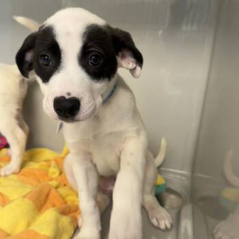Zach -  Australian Shepherd and Mixed Breed Dog for Adoption in Saint Charles, Missouri - Zach | PetCurious