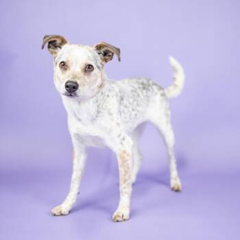 Pepper -  Mixed Breed Dog for Adoption in Portland, Oregon - Pepper | PetCurious