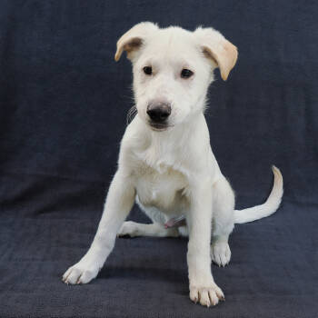Rescue Shepherd and Mixed Breed Dogs for Adoption in Richmond, California - OAKLEY | PetCurious