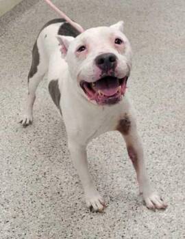 Kozik -  Pit Bull Terrier and Mixed Breed Dog for Adoption in Kansas City, Missouri - Kozik | PetCurious