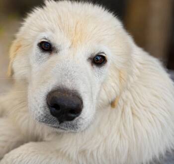 Great Pyrenees Dogs Available for Adoption in Kiowa, Oklahoma - Sweet Cream | PetCurious