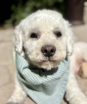 Maltipoo Dogs Available for Adoption - Remy | PetCurious