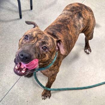Khadija -  Terrier Dog for Adoption in Des Moines, Iowa - Khadija | PetCurious