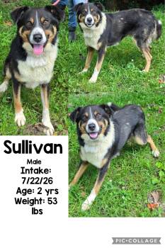 Sullivan -  Australian Shepherd Dog for Adoption in Staffordsville, Kentucky - Sullivan | PetCurious