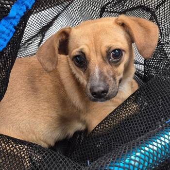 Terrier Dogs Available for Adoption in Corpus Christi, Texas - Juni | PetCurious