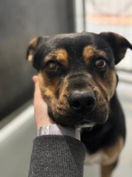 Axel -  Rottweiler and Mixed Breed Dog for Adoption in Carthage, Missouri - Axel | PetCurious
