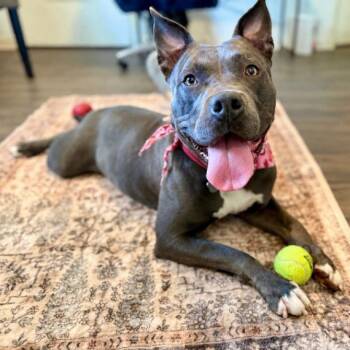 Otis Underbite Toy Loving Angel -  American Bully and Pit Bull Terrier Dog for Adoption in Friendswood, Texas - Otis Underbite Toy Loving Angel | PetCurious
