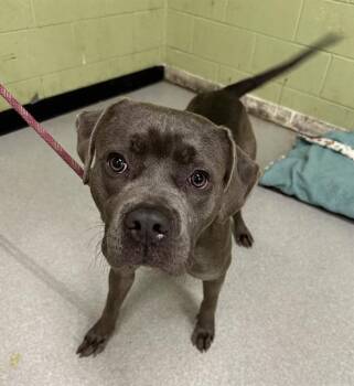 Rescue American Bulldog Dogs for Adoption in Indianapolis, Indiana - FUJI | PetCurious