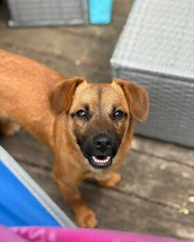 Black Mouth Cur and Mixed Breed Dogs Available for Adoption in Pleasure Rdge, Kentucky - Jonas | PetCurious