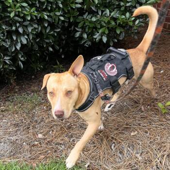 Mixed Breed Dogs Available for Adoption in Columbus, Georgia - 05/31/2026-Stray-WarmSpringsRoad | PetCurious