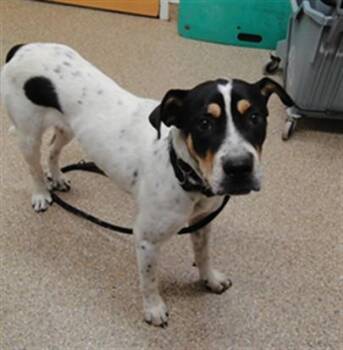 ERNIE -  Australian Cattle Dog Blue Heeler and Pit Bull Terrier Dog for Adoption in Albuquerque, New Mexico - ERNIE | PetCurious