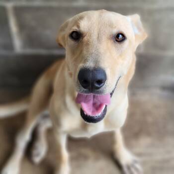 Rescue Mixed Breed Dogs for Adoption in Sarasota, Florida - Malibu | PetCurious