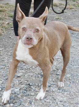 Rescue Pit Bull Terrier Dogs for Adoption in Gloucester, Virginia - Abby | PetCurious