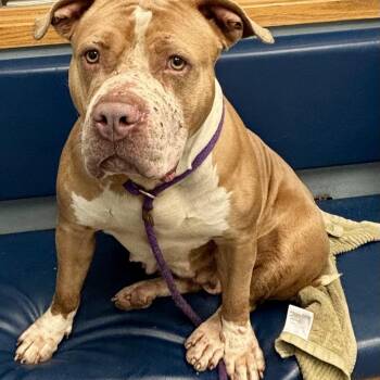 American Bully Dogs Available for Adoption in Buffalo, New York - Michelle | PetCurious