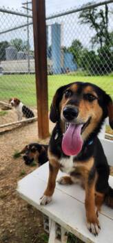 Luke 156-26 -  Shepherd Dog for Adoption in Cambridge, Ohio - Luke 156-26 | PetCurious